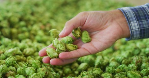 Close up shot of an young successful farmer is controlling with his hands at the moment harvested biologic raw hop flowers used for high quality beer production in ecological craft brewery.