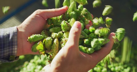 Close up shot of an young successful farmer is controlling with his hands at the moment harvested biologic raw hop flowers used for high quality beer production in ecological craft brewery.