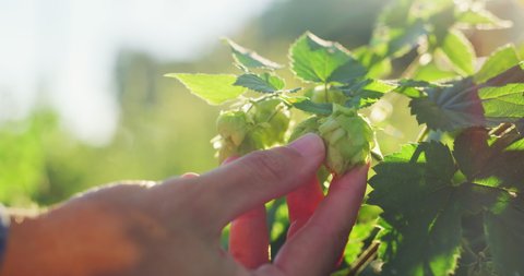 Close up shot of an young successful farmer is controlling directly from a plant biological raw hop flowers  used for high quality beer production in ecological craft brewery