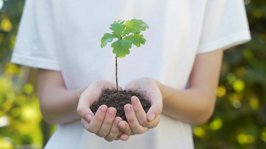 Close up hands holding sapling of young oak tree. Female palms embrace the soil stem a small tree. blurred green background, white shirt. concept nature conservation, Earth protection, reforestation | Shutterstock HD Video #1058635372