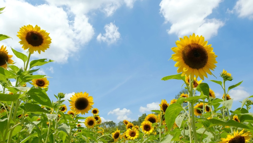sunflower fields and white clouds, blue sky Royalty-Free Stock Footage #1058635615