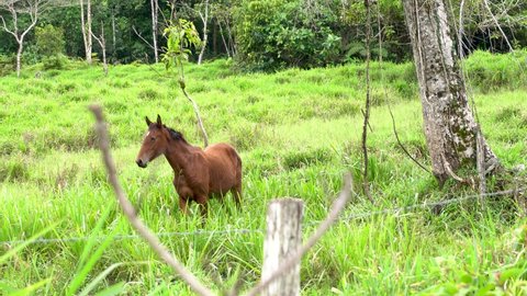 a horse whinnying while eating herbs in a pasture