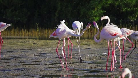 flamingos in a lake in the Dubai Ras Al Khor Wildlife Sanctuary