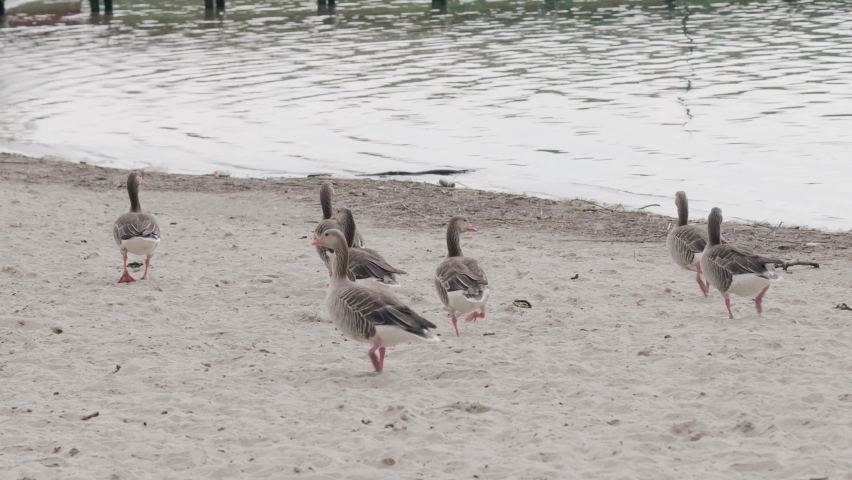 Polish geese on the shore of the lake.