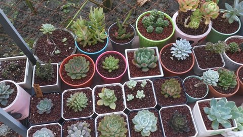 footage of varieties of small succulent and cacti houseplants.