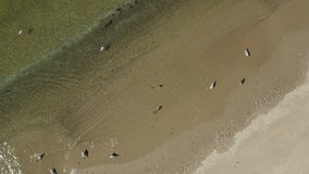 Sea with sandy beach and different birds on sunny day, aerial view. Drone video recording