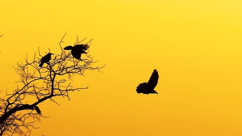 Ravens on a tree take off in slow motion. Orange sky background. Silhouettes of wild birds isolated. Wildlife pattern.