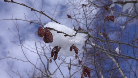 Meteorology and dendrology. Remnants of snow cover on alder with catkins. Spring isn't far off. White alder (Alnus incana) before flowering
