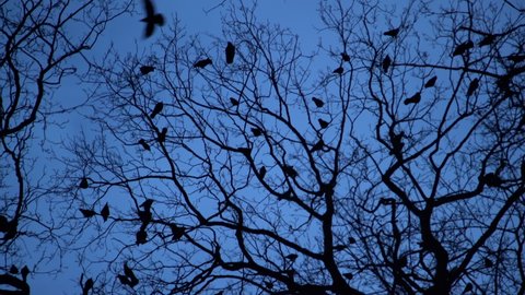 Silhouette of flock of crows in tree at night. Scary black raven nesting on tree tops at blue hour. Bird migration at dusk, Halloween