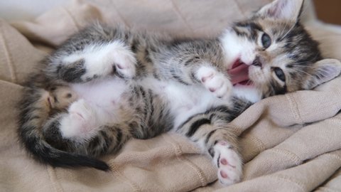 4k striped kitten wakes up, lies on its back, yawns and stretches. kitty looking at camera. Concept of happy adorable cat pets