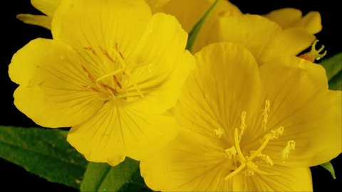 Yellow flower of evening primrose, isolated on black background.