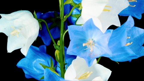 Blue and White flowers of bellflower, isolated on black background.