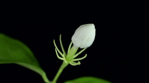 Time lapse of white Jasmine flower blooming on black background