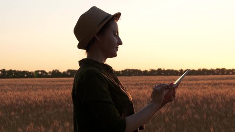 A woman farmer, agronomist, working in a wheat field at sunset. The farmer uses a tablet. A woman at work. 库存视频