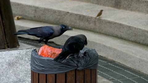 Crow sitting on dumpster looks for food in garbage. Clever bird