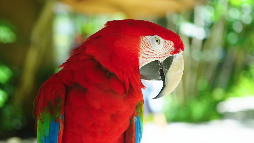 Colorful Portrait Of Amazon Red Stock Footage Video 100 Royalty Free Shutterstock