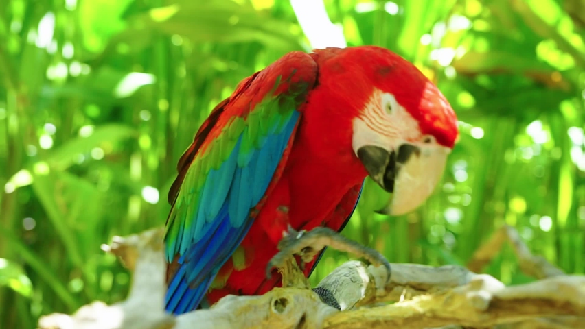 Colorful portrait of Amazon red macaw parrot against jungle. Motion closeup of wild ara parrot head on green background. Wildlife and rainforest exotic tropical birds as popular pet breeds Royalty-Free Stock Footage #1058663071