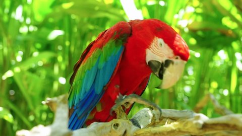 Colorful portrait of Amazon red macaw parrot against jungle. Motion closeup of wild ara parrot head on green background. Wildlife and rainforest exotic tropical birds as popular pet breeds