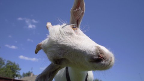 Close-up Funny Young Goat On Blue Sky Background. Livestock
