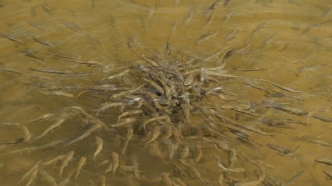 School Of Small Fish Gathers In Shallow Water. A Lot of Fry Fish in the Lake Trying To Feed 