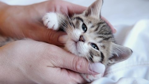 4k Close up kitten falling asleep in hands of owner. striped domestic kitty lying on hands. Sleep cat. Concept of happy adorable pets. girl stroking kitten.