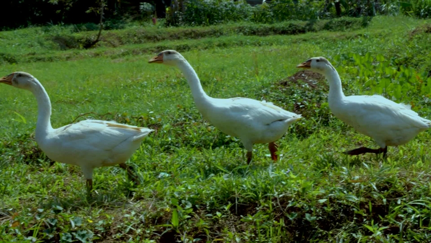 A three goose pack are walking together going somewhere.