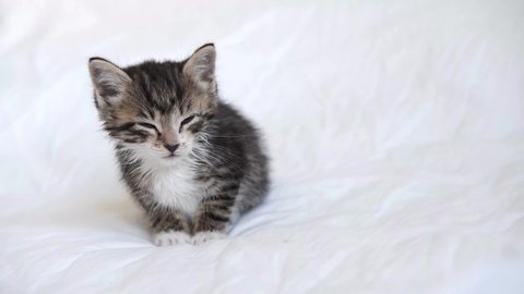4k funny wet striped domestic kitten falling asleep, lying on white light blanket on bed. Sleep cat. Concept of adorable pets