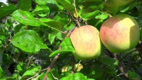 Video of ripen apples hanging on the tree
