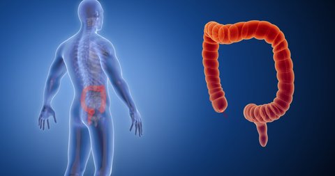 Intestines, large intestine, small intestine, intestinal tract, bowels x-ray style, internal organs 3D render, anatomy of the human body, blue background