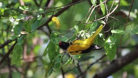 slow motion video of black hooded oriole