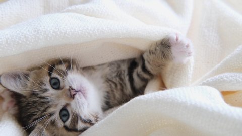 4k Cute striped domestic kitty lying covered white light blanket on bed. Looking at camera. Concept of adorable pets