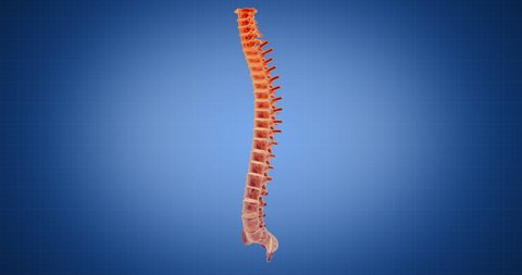 Spine Spinal Cord Xray Style Internal Stock Footage Video (100% Royalty ...