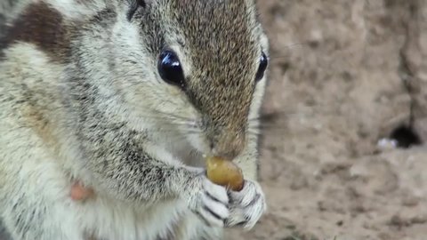 Close up of squirrel eating food.