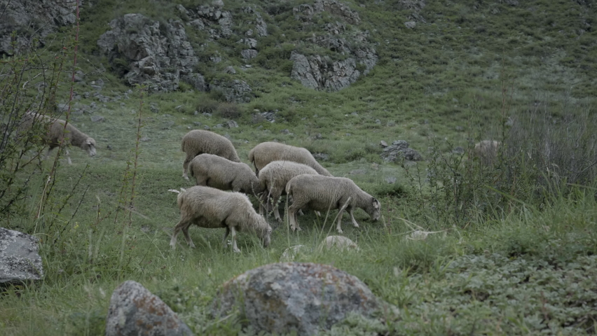 Herd of sheeps walking in the mountains during a misty morning