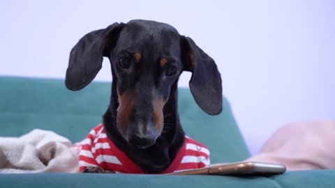 Human launches entertainment app for pets on smartphone. Funny dachshund dog uses mobile phone for play or business, looks curiously at screen of gadget, close up
