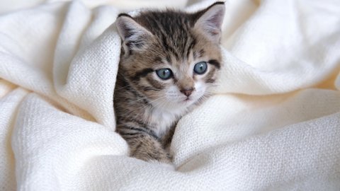 Dog Cat Together Dog Hugs Cat Stock Photo Shutterstock Dog Cat Together Dog Hugs Cat Stock Photo Shutterstock