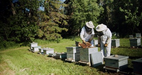 Canadian Beekeeper Checking their Bee Hives in Alberta Canada