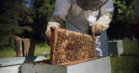 Canadian Beekeeper Pulls Out Hive with Honeybees, Beekeeping in Alberta Canada