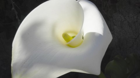 Closeup to pistil of calla flower