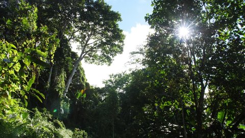 Pan shot facing canopy in dense jungle on Kokoda Trail, Papua New Guinea