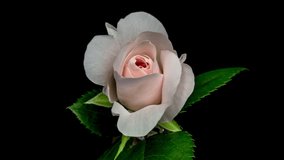 Beautiful opening pink rose on black background. Petals of Blooming pink rose flower open, time lapse, close-up. Holiday, love, birthday design backdrop. Bud closeup. Macro. 4K UHD video timelapse