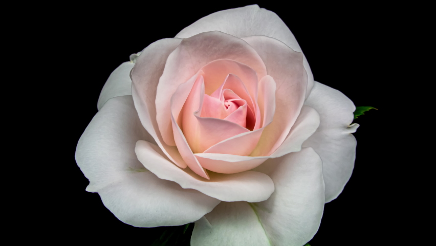 Beautiful opening pink rose on black background. Petals of Blooming pink rose flower open, time lapse, close-up. Holiday, love, birthday design backdrop. Bud closeup. Macro. 4K UHD video timelapse | Shutterstock HD Video #1058695318