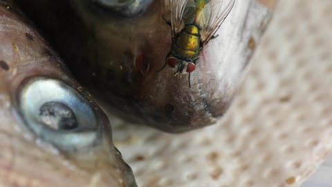 flies walk on severed fish heads, trout heads, macro closeup