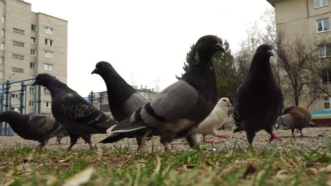Large group of pigeons walks and pecks food, takes off, close-up. Feeding street pigeons in urban setting, struggle for survival, competition, natural selection, chaos. 4K UHD footage