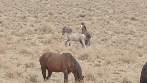 Wild Mustang Stallions Fight for Dominance in the Nevada Desert - Shallow Depth of Field - Slow Motion