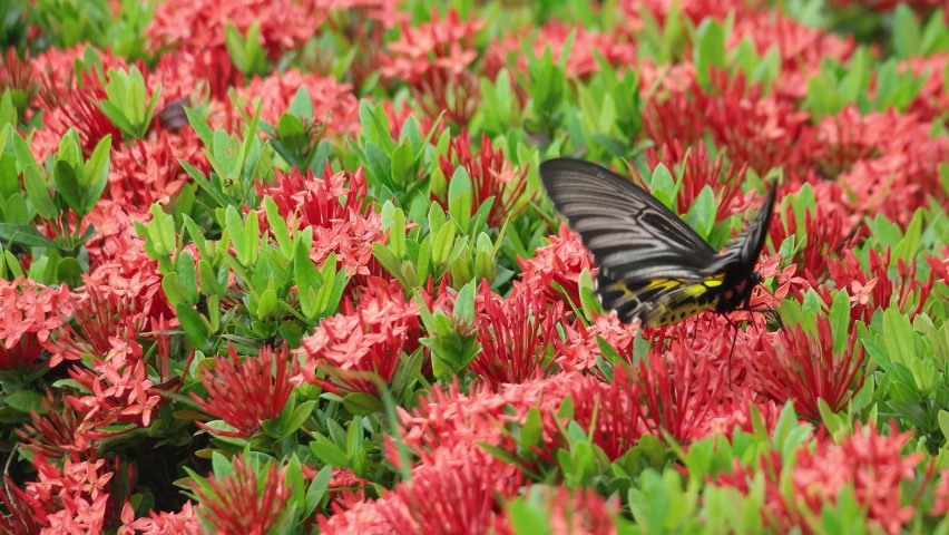 Butterfly Golden Birdwing. Troides aeacus malaiianus