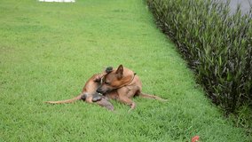 dog,thai dog,Thailand pets,dog footage,dog video