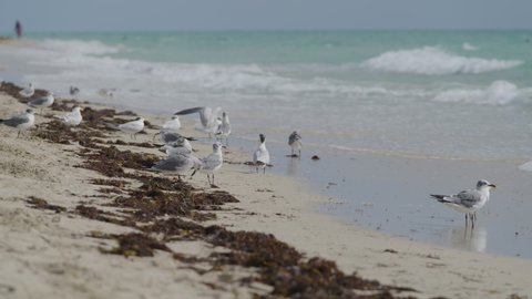 Shore of South Beach Miami with Seagulls.