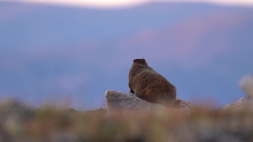 Marmot observing its surrounding in the highlands of the Rocky Mountain National Park