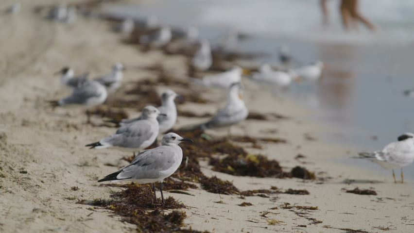 Seagulls gathered on the shores of South Beach in Miami, Florida.